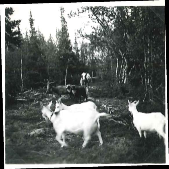 Nybyggare i Lappland Jon Jonssons i Lövberg är de enda i byn som har