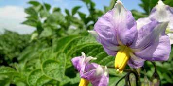Potatis Gödsling till potatis måste planeras noga eftersom växtnäringstillgången liksom balansen mellan de olika växtnäringsämnena inverkar både på avkastning och på kvalitet.