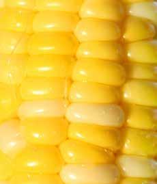 Kvävekomplettering kan också göras genom bredspridning, men risken för brännskador i växande majs är stor eftersom kvävet lätt hamnar i bladstrutarna.