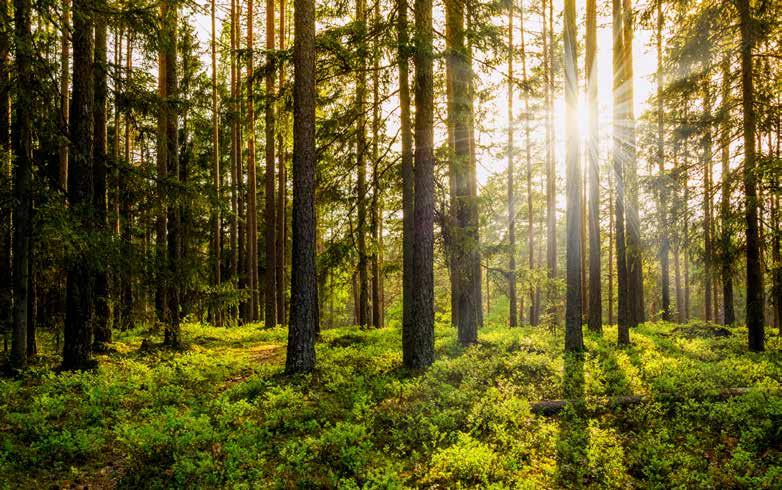 Skogsgödsling lönar sig Under 8-12 år efter en skogsgödsling ökar tillväxten totalt med cirka 15-2 kubikmeter per hektar.