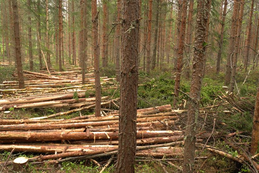 Enhetliga och systematiska informationsinsatser där alla skogsägare med behov av förstagallring uppmärksammas på behovet och prognos för när åtgärden senast bör utföras.