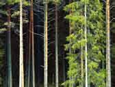 k l i m a t o c h h å l l b a r h e t Holmens skogar har positiva klimateffekter Holmens skogar tar upp mer koldioxid än de avger och fungerar därmed som en så kallad kolsänka.