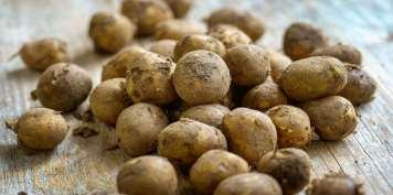 25 58 83 FRÅGA 5: NYPÄROR VUXEN Potatisen är en mycket gammal växt