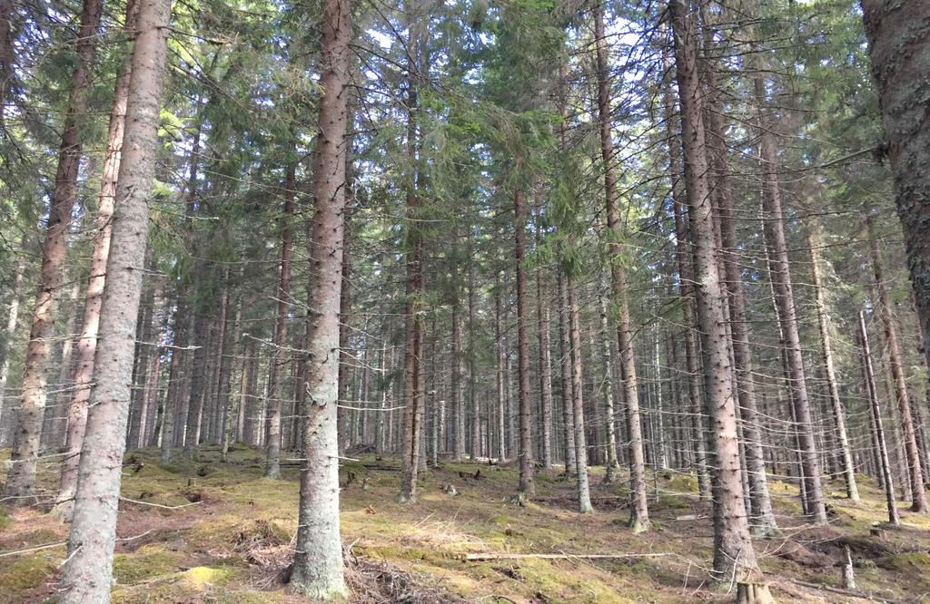 Den totala andelen skogsmark uppgår till ca 9,8 ha och håller ett samlat virkesförråd om ca 1 100 m3sk. Skogarna består främst av yngre gallringsbestånd med en god löpande tillväxt.