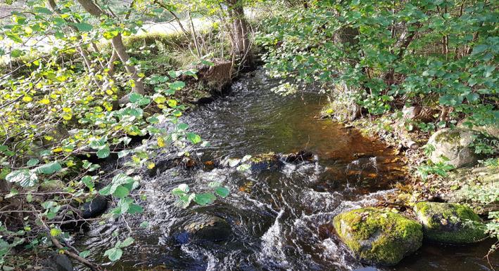 Vattensystem: Vattendrag/namn: Provpunktsbeteckning: RÖRUMS SÖDRA Å Rörums södra å, ned Sträntemölla SKA11 Provdatum: Lokaltyp: Å 217-1-16 Naturligt/grävt: naturligt Koordinater x: 61666 y: 14178