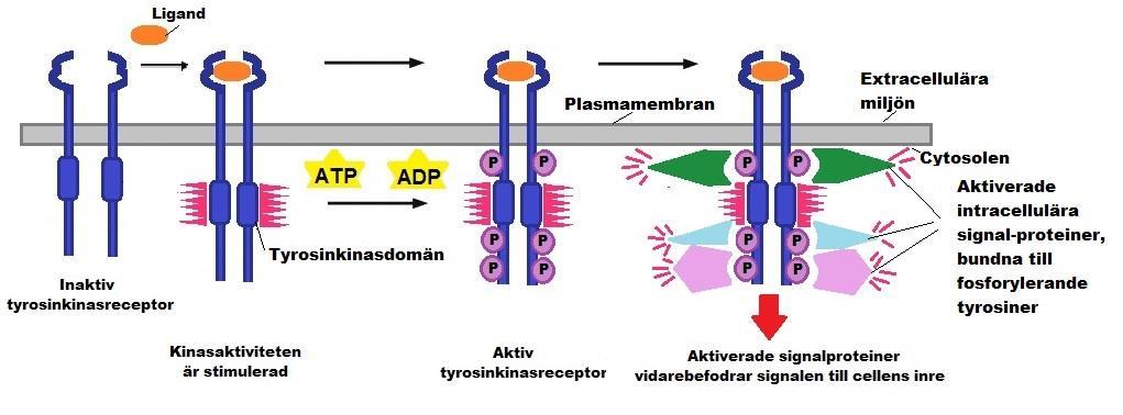 Figur 2. Schematisk beskrivning av tyrosinkinasaktivering. När en ligand binder till den extracellulära domänen så stimuleras TKR. Detta leder till att autofosforyleringen sker och att TKR aktiveras.