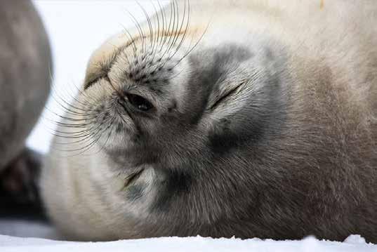 Ta dig tid att smälta alla de intryck som de senaste dagarna bjudit på. Dag 14 12 feb Port Stanley, Falklandsöarna (Storbrittanien) Idag får vi fast mark under fötterna igen.