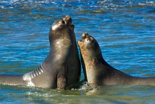 Dag 16 14 feb Puerto Madryn, Argentina Puerto Madryn i Patagonien står på programmet idag (07.00 16.30). Staden grundades på 1860-talet av immigranter från Wales.