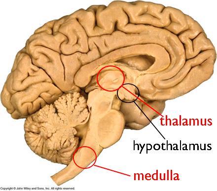 Talamus / Hypotalamus Styr autonoma nervsystemet, Omkoppling, tolkning av sensorisk