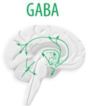 Exempel på olika neurotransmittorer Acetylkolin (kopplingen mellan nerv-muskel, hjärnan) - binder till receptorer som öppnar Na + -kanaler GABA