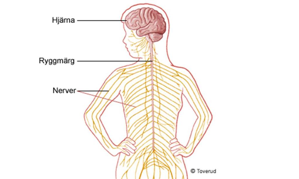 Nervsystemet delas in i: Centrala nervsystemet (CNS) - Hjärna - Ryggmärg Perifera nervsystemet (PNS) Nerverna -