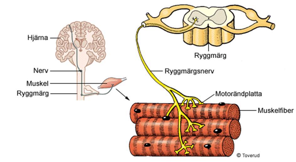 Motoriska nervsystemet (signal CNS PNS (muskel) Delas in i det: Autonoma nervsystemet