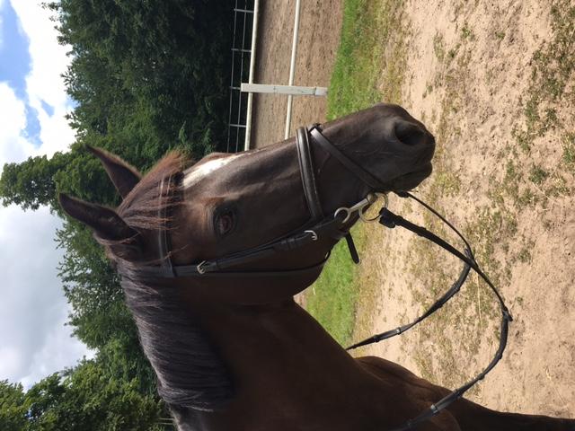 7. Cirka S sto 160 cm född 2001 e. Camaro M-Indus. En riktig schoolmaster tävlad 135 cm. Uppfödd av Marina Sjölander. Het mot hinder och går som ett spjut men är för övrig snäll och bussig.