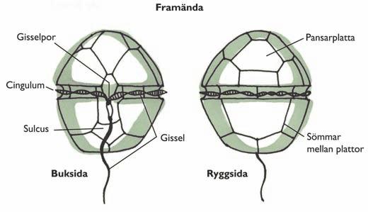 BJÖRN & EKELUND Figur 2. Byggnaden hos Gonyaulax (Lingulodinium) polyedra som exempel på en dinoflagellat med cellulosaskal.