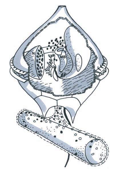 DINOFLAGELLATER Figur 5. Dinoflagellaten Protoperidinium spinulosum har fångat en cylindrisk kiselalg i sin fångstslöja. Från kiselalgen går en slangformad del av slöjan in i dinoflagellatens inre.