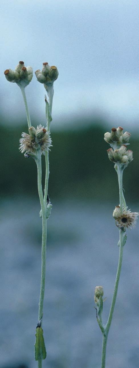 Vitnoppa återfunnen i Norden JONASSON I Den virtuella floran kan man läsa följande: Vitnoppa kan med sina hinnartade, gulvita och glänsande holkfjäll knappast förväxlas med andra arter.