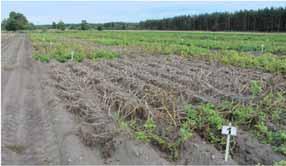 Fältförsök bekämpning mot potatisbladmögel Sortens betydelse Kaliumfosfit (Proalexin) Växtstärkande medel med låg toxicitet Testas ensamt och i kombinationer med fungicider