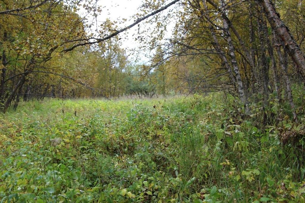 Figur 5 Sydöstlig vy över tomt 26-27, platå av igenvuxen åkermark, vid sticksondering ca 0,5 m till berg.