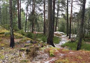 Gröna strategier, Wättingebacken Figur 1. Brynkanten av område 1 ut mot Wättingestråket. Figur 2. Värdefull hällmarkstallskog i område 2 som används som rekreationsområde.