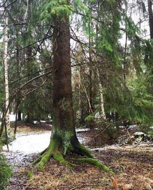 Området som helhet består främst av barrblandskog med inslag av hällmarkstallskog och lövträd. Endast ett delområde har identifierats att innehålla högre naturvärden; område 5 med naturvärdesklass 4.