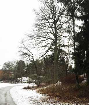 För att ge förutsättningar för arter knutna till bergbranter bör träden intill branten sparas för att ge skuggning av branten.