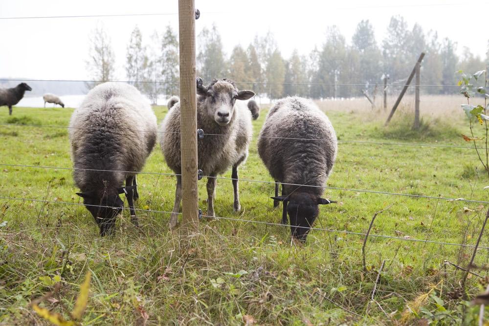 Utvärdering av bidrag till rovdjursavvisande stängsel Värmlands