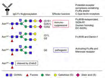 receptorn FcRIIB på makrofager (5). Näste talare, Marc Ehlers, Lübeck, rapporterade detaljerade studier av N-acetyl-glukosaminer på Fc-delen av IgG, närmare bestämt de som är kopplade till Asn-297.