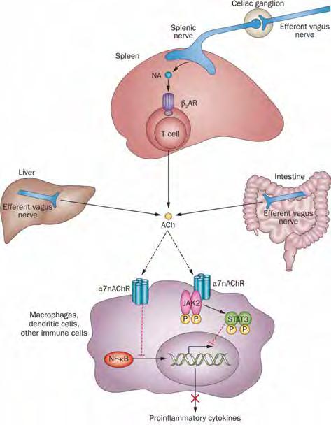 IDOS HISTORIA Autoimmuna inflammationssjukdomar torisk tarmsjukdom och RA finns många läkemedel nu tillgängliga, vilket gör det till en allt vanskligare affärsidé att utveckla ytterligare ett.