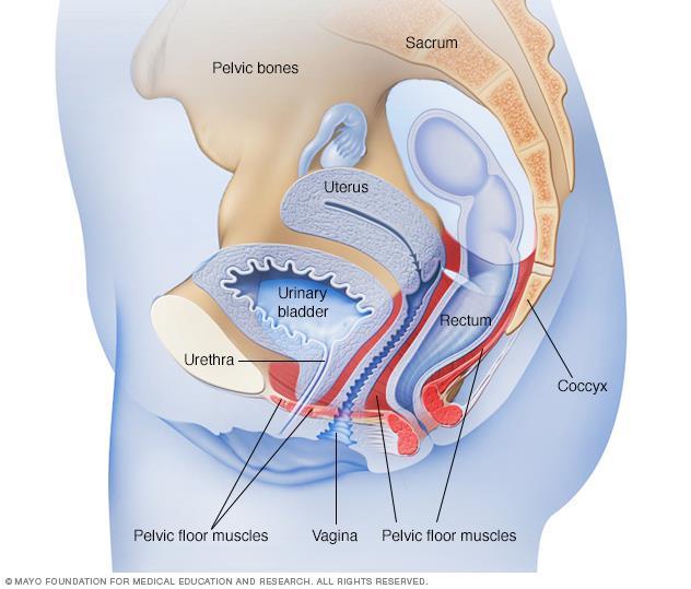 Anovaginala och rektovaginala fistlar Etiologi 1: Förlossningsskador 2:Efter operation på vagina, perineum, rektum