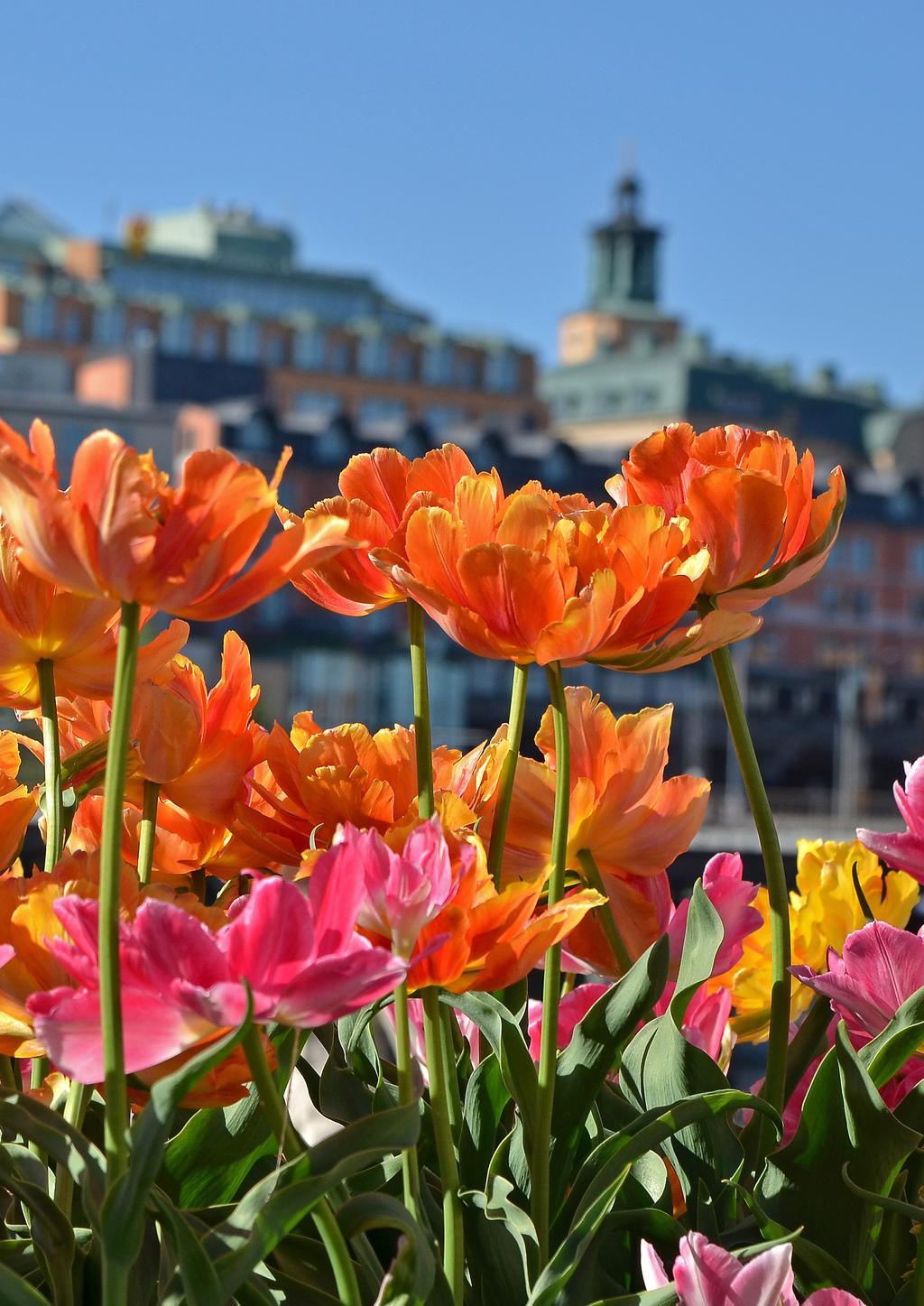 Trädgårdsakademin AB Skålgropsvägen 16 262 74 Ängelholm 042