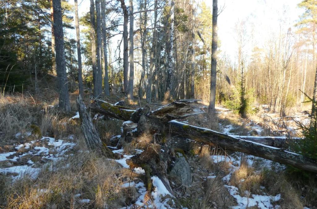 N1. Naturvärdesobjekt 0,56 ha, naturvärdesklass 3 Område med gles skog eller snarare trädhygge av grova barr- och lövträd som ansluter till tidigare åker längs den östra sidan.