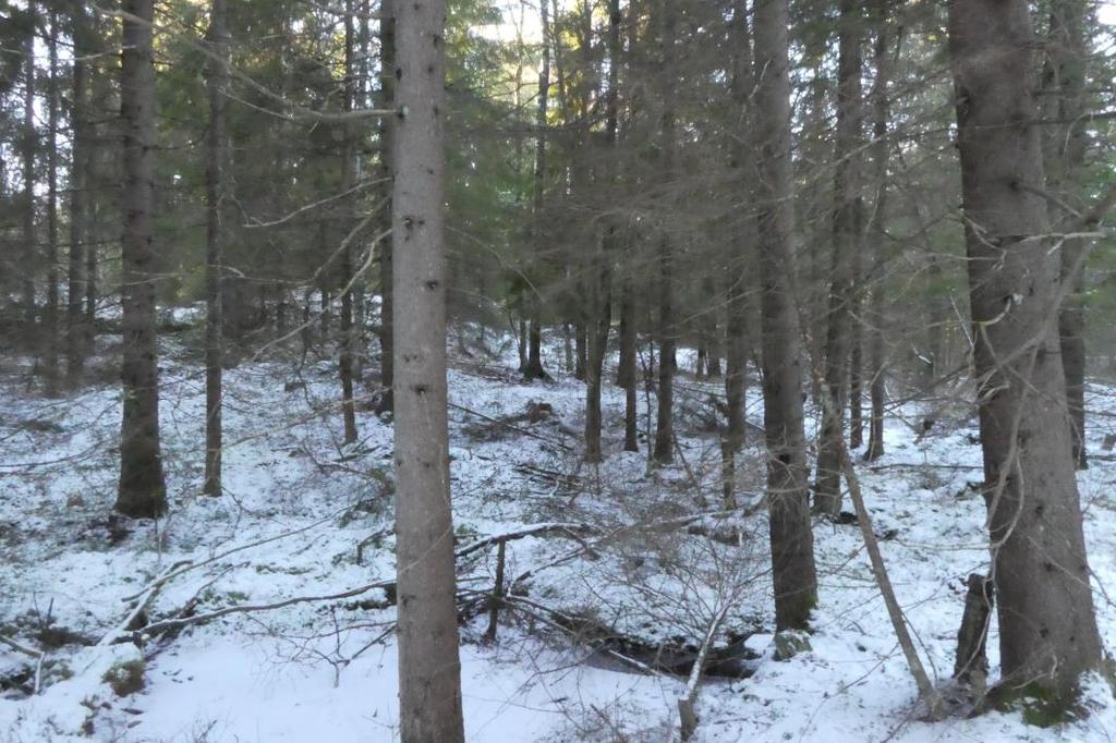 N4. Biotop/er Västlig taiga och hällmarkstallskog. N4. Naturvärdeklass Klass 3 påtagligt naturvärde. Motiveringen är att området främst har hög ålder och ett innehåll av grova tallar. N4. Naturvårdsarter Inga naturvårdsarter kunde noteras under inventeringen även om det fanns en stark förväntan att arter som t.