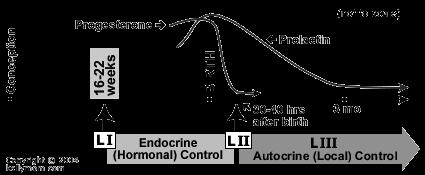 ..) Laktogenes II När placenta lossat faller östrogen o progesteron så att prolaktin inte längre hämmas Prolaktin stiger till högsta nivå.