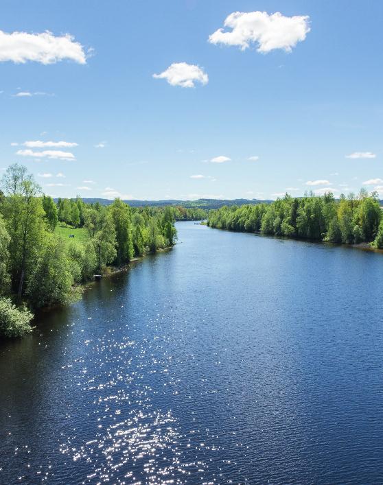 skogsskifte Naturskönt, ostört ostört lläge äge