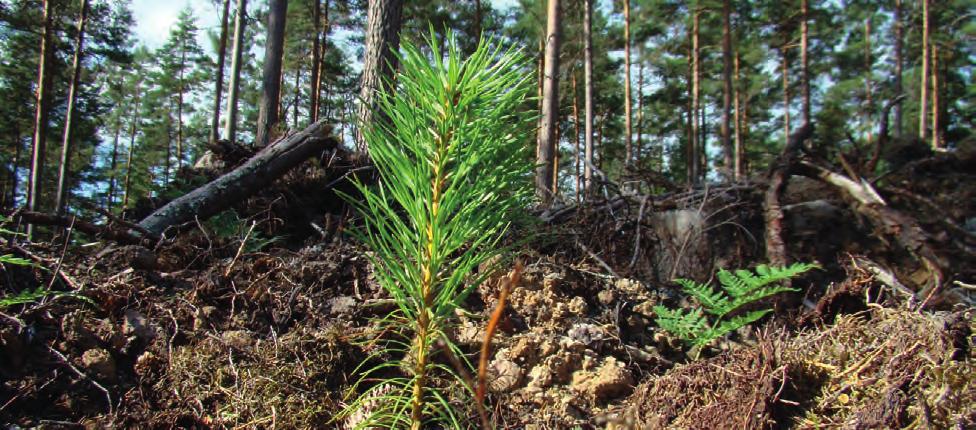 markområde med tillhörande byggnader på Nannylundsområdet i Eksjö. Exploateringsområdet Vägtisteln i Kvarnarp i Eksjö, som öppnades i slutet av 2015, är nu i stort sett färdigt.