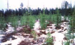 Maskinstudier efter positiva biologiska resultat Under 1980- och 1990-talen satsade skogsbruket på