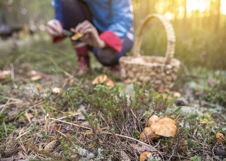 oktober 2018 höstfeeling Hösten är här och det är