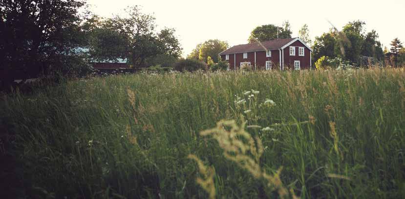 högrev gröna gårdar Smältande mört grytkött, den absolut smakrikaste delen