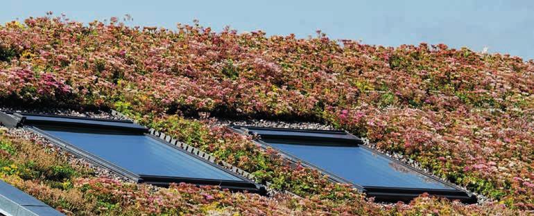 Nordic Waterproofing Holding A/S ÅRSREDOVISNING 2017 29 Sedum är en tålig växtblandning för låglutande tak som är både dekorativ och har ett antal miljöfördelar.