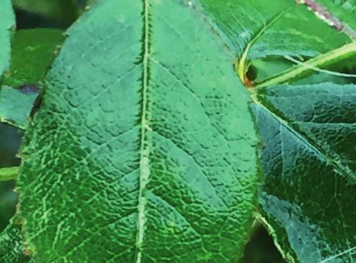 Organiskt baserat gödselsmedel Flytande Feed& Shine GroGreen Feed