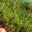 : 4 kg (30400), 10 kg (30300) GroGreen Lawn Sand Gräs- & Mossmedel 4-0-0 + 8 % Fe Friskare gräs utan mossa, inkl. tång!