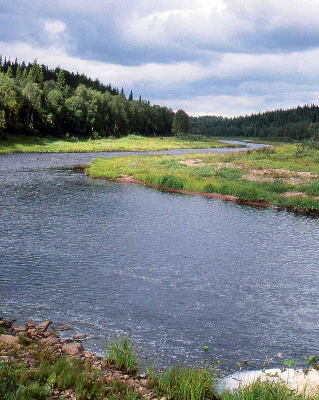 Serga, biflöde till Varzuga, Kola i Ryssland. Ett urvatten med naturligt fungerande svämplan.