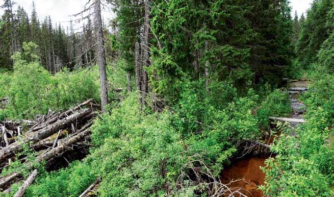 Förutom mer eller mindre återkommande störningar inträffar då och då katastrofer. I augusti 1997 föll 400 mm regn under bara ett dygn över Fulufjället.