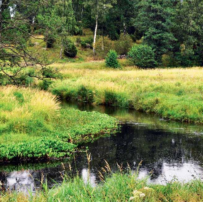 Meandring och svämplan, Smedjeån i Halland. Foto: Johan Kling Vattenlevande djur behöver också förflytta sig uppströms och nedströms i vattendragen.