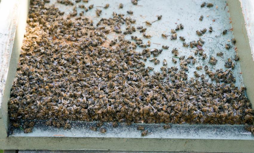 Biåret började 29:e mars Den 29:e mars skickade Hans ut ett SMS om att det var dags att hjälpa bina med att ta bort musgallren och rensa undan döda bin.