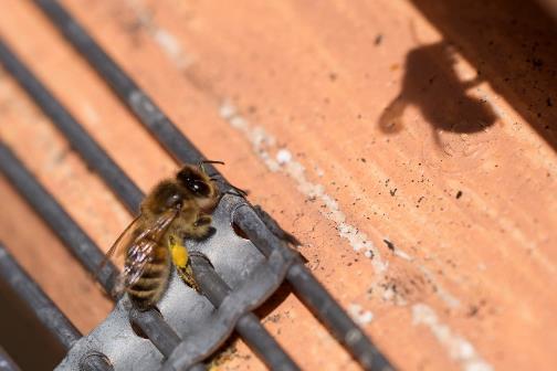 Handlingsplan för biåret 2019 på Sundby April Vårkontroll Nedfallsundersökning Vid behov varroabekämpning med thymol, vilket tar ca 3 veckor Maj Biåret drar