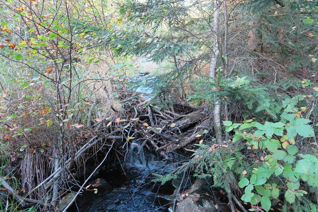 Vandringshinder D5- O Getaryggen 2 Hindret är naturligt och består av hällar