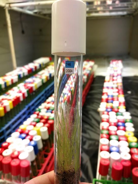 STERF Myntfläck projekt 2017-20 Labscreening av de mest använda gräsarter och sorter för resistens mot S. homoeocarpa isolater.