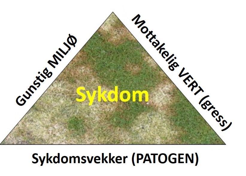 Fördelaktig miljö för myntfläck Begränsad växt under 15 ⁰C?