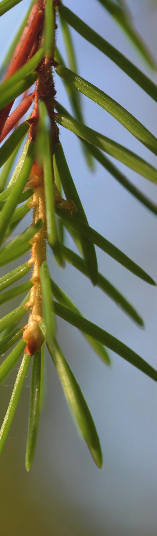 SVENSKT TRÄ FÖR EN HÅLLBAR FRAMTID Vi på Setra älskar trä. Vi förädlar råvara från ansvarsfullt brukade svenska skogar till klimatvänliga produkter för en global marknad.